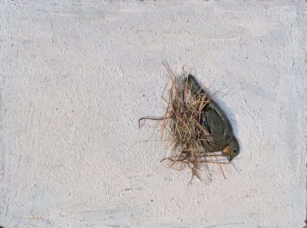 PXL_20251123_093027650~2 The Last Nest